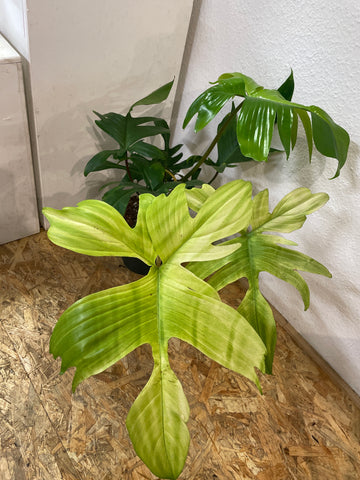 Philodendron „Florida Ghost“