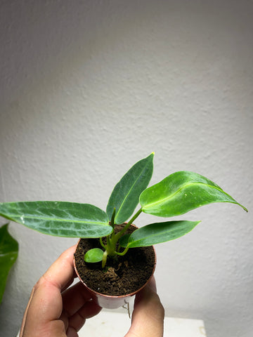 Anthurium warocqueanum Baby
