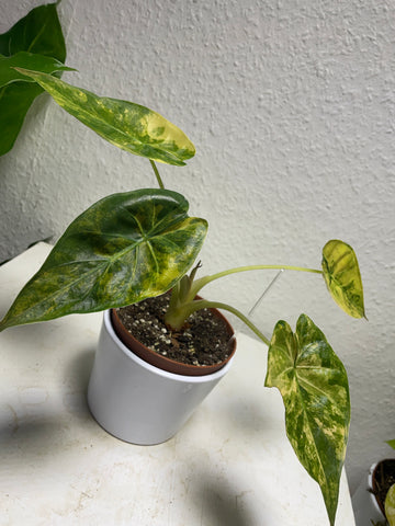 Alocasia wentii „Variegata“