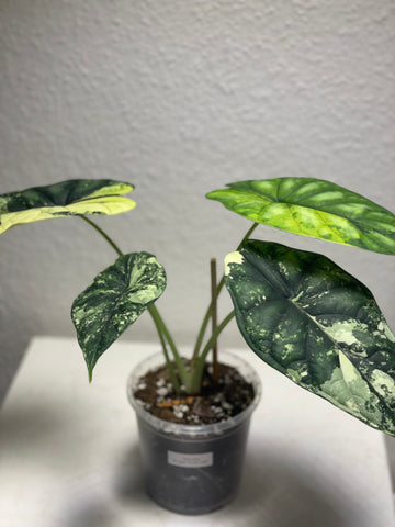 Alocasia „Dragon Scale Albo Variegata“