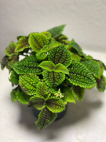 Pilea „Moon Valley“