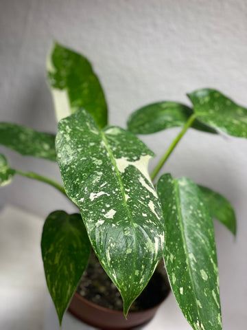 Philodendron „Jose Bueno“