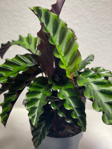 Calathea „Velvet Glory“