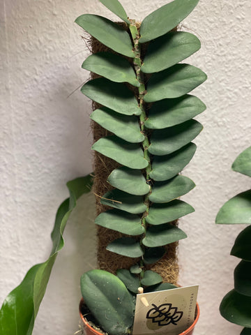 Rhaphidophora hongkongiensis