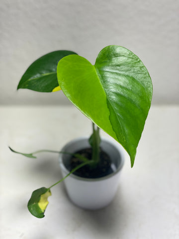 Monstera deliciosa „Yellow Marylin“
