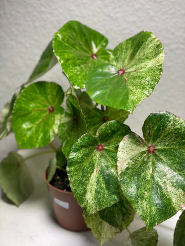 Begonia „Rouge Variegata“