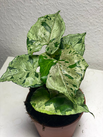 Syngonium „Green Splash“