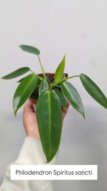 Philodendron „Spiritus Sancti“