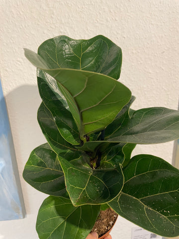 Ficus lyrata