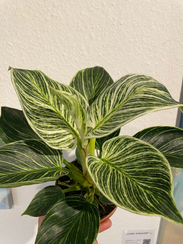 Philodendron „Birkin“