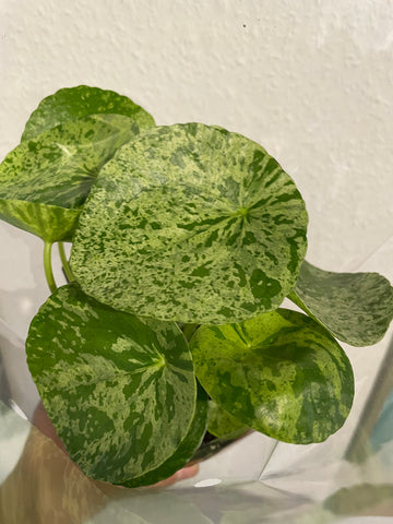 Pilea „Mojito“