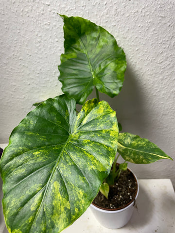 Alocasia gageana „Aurea“