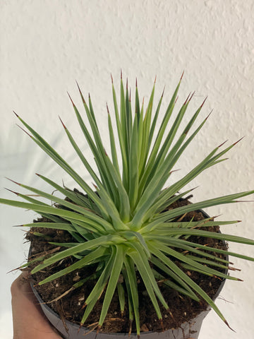Agave stricta „Nana“
