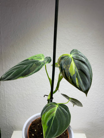 Philodendron melanochrysum „Aurea Variegata“