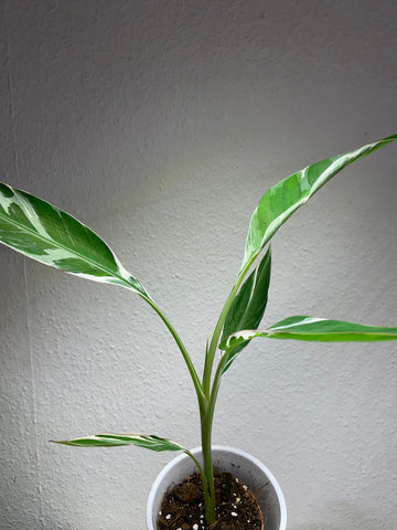 Musa „Variegata“