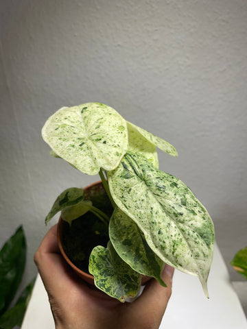 Alocasia „Dragon Scale Mint“