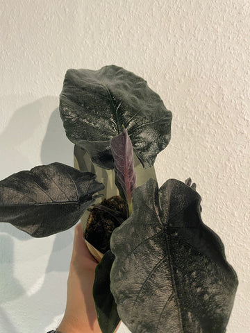 Alocasia „Antoro Velvet“