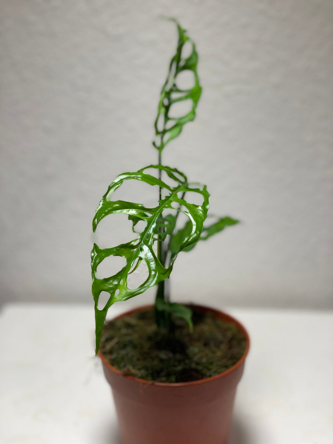 Monstera obliqua Peru