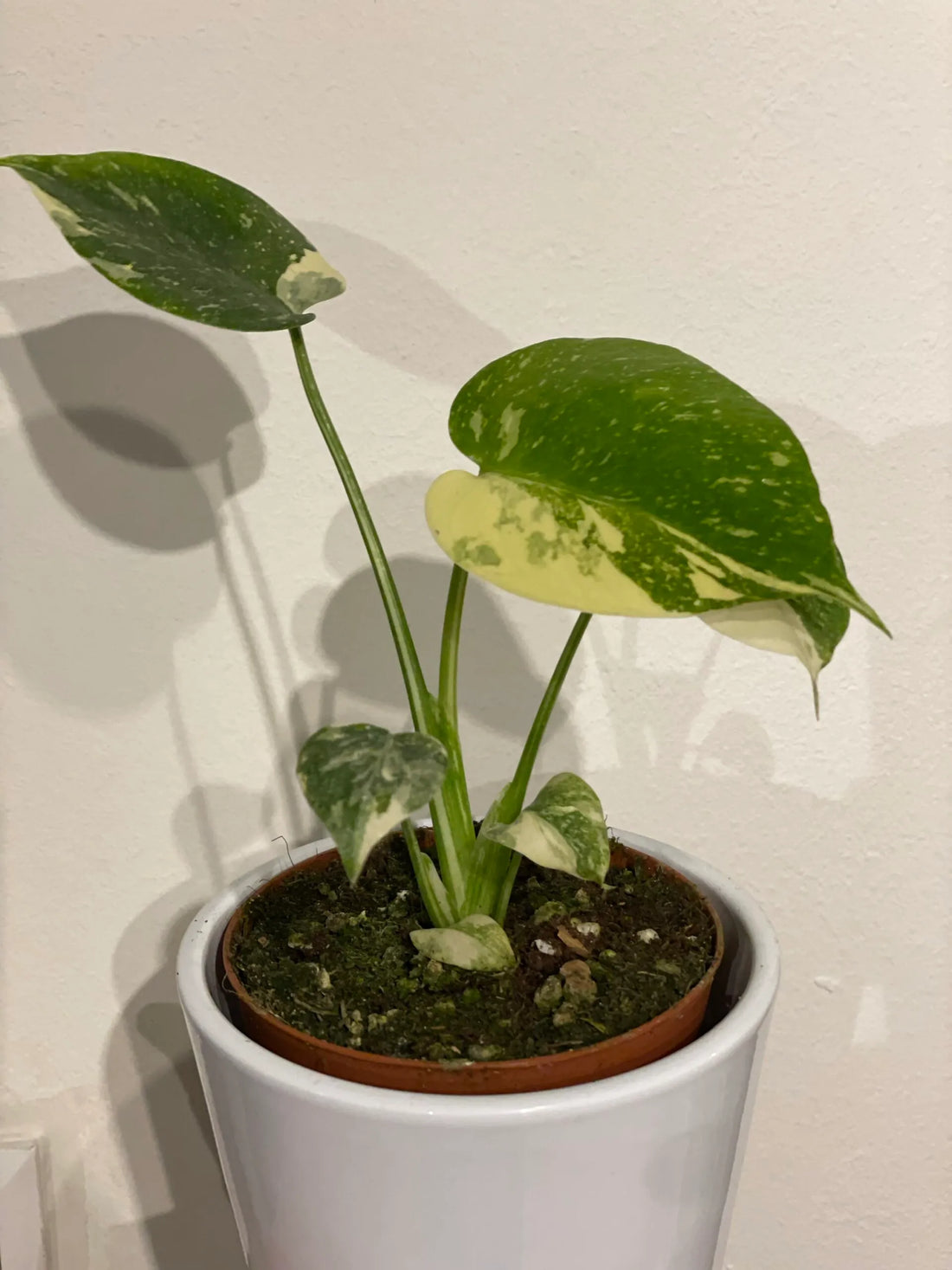 Monstera „Thai Constellation“
