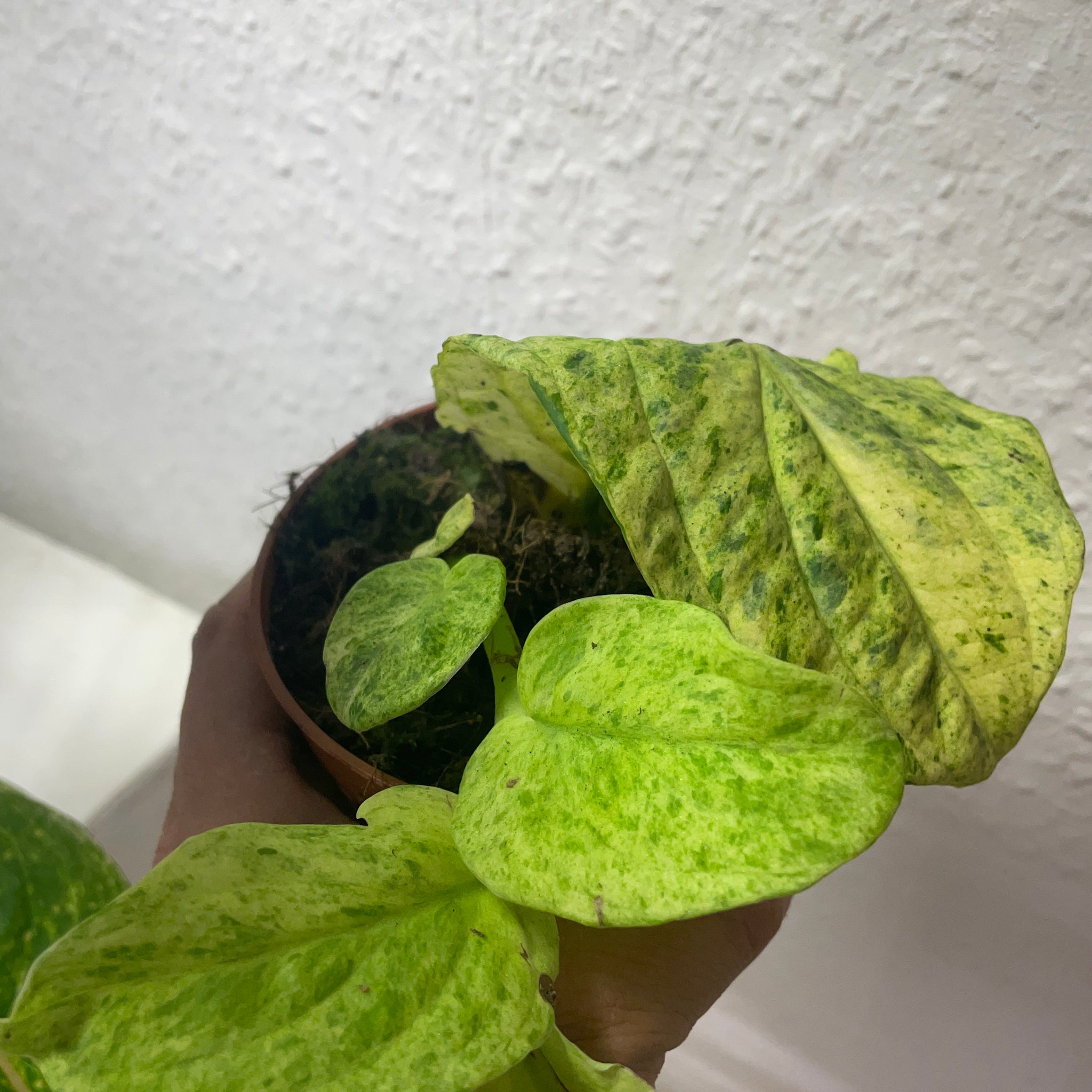 Rhaphidophora korthalsii „Marble Aurea“