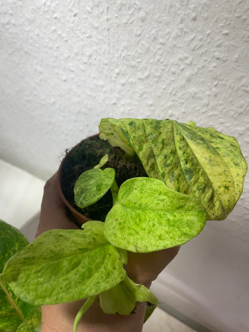 Rhaphidophora korthalsii „Marble Aurea“