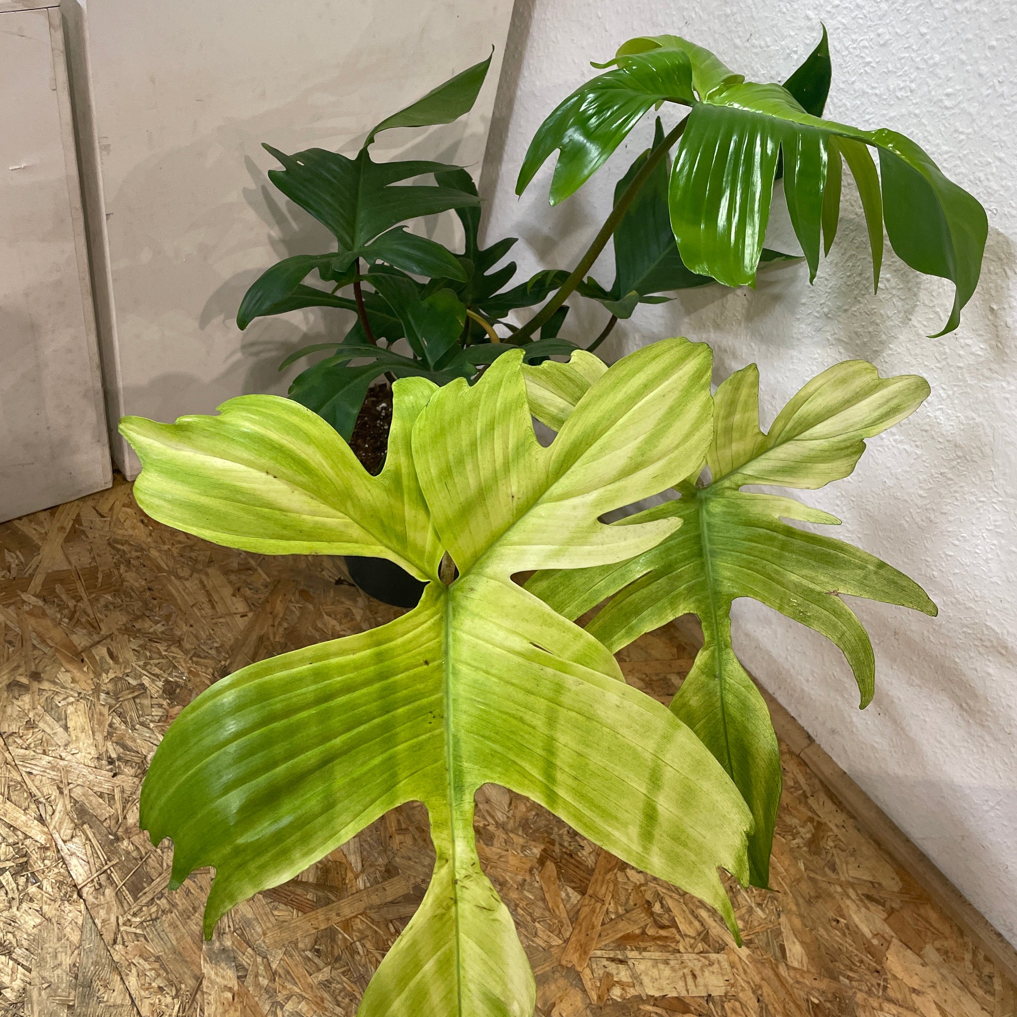 Philodendron „Florida Ghost“