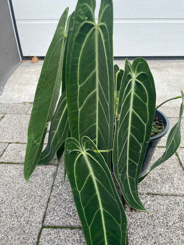 Anthurium warocqueanum