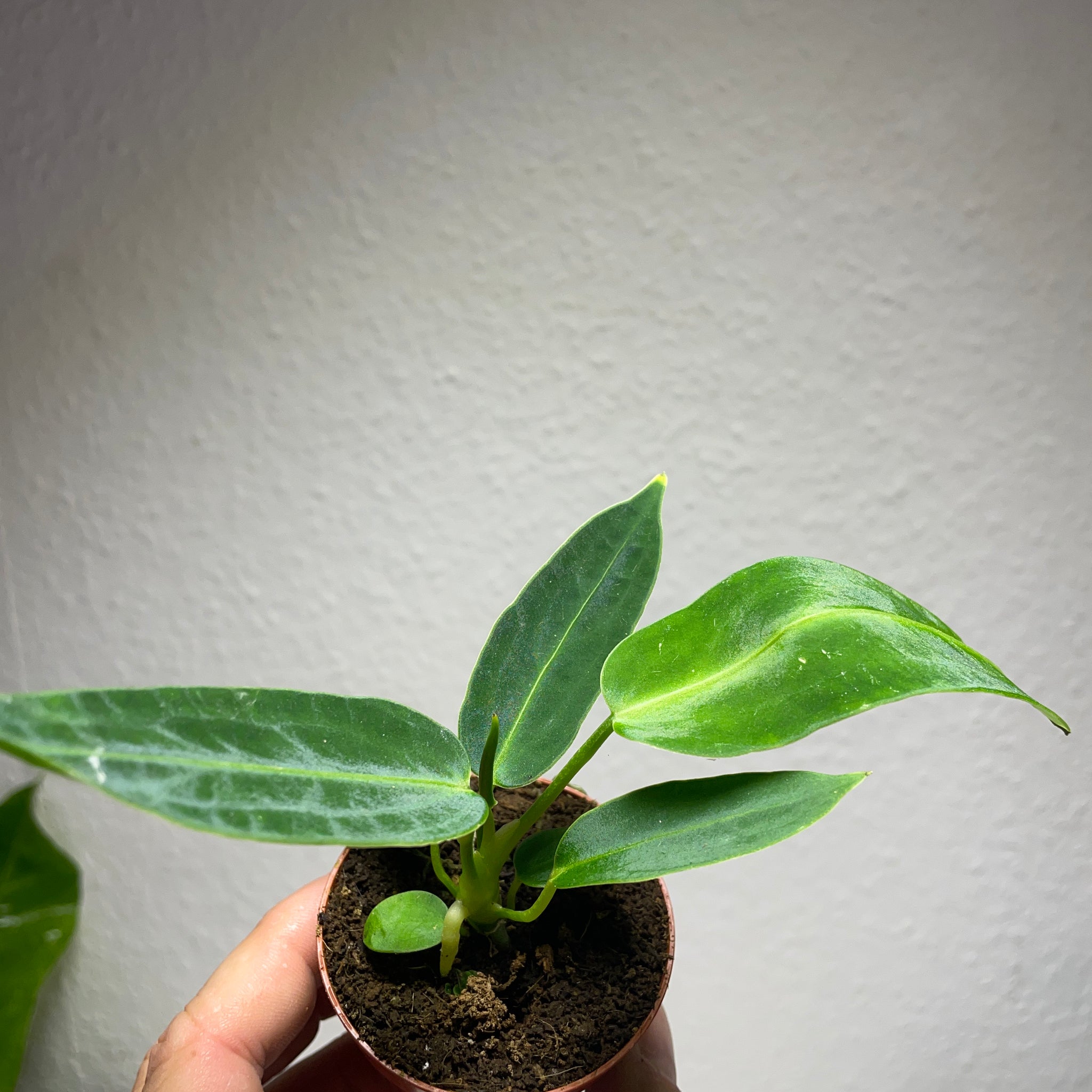 Anthurium warocqueanum Baby