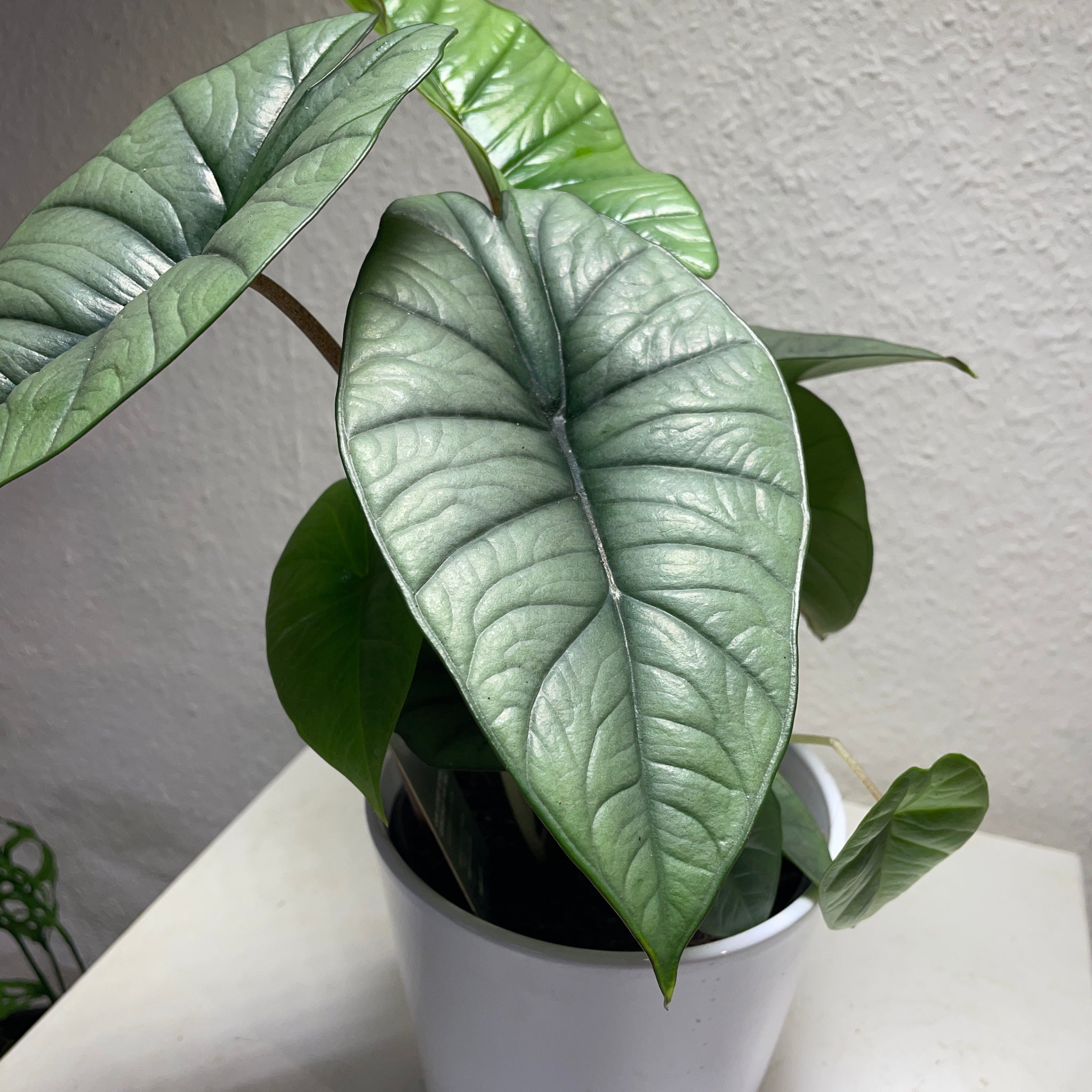 Alocasia „Platinum“