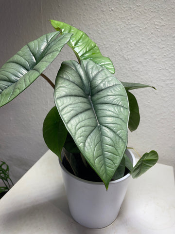 Alocasia „Platinum“