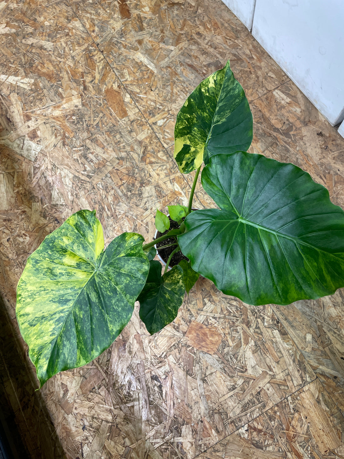 Alocasia gageana „Aurea“