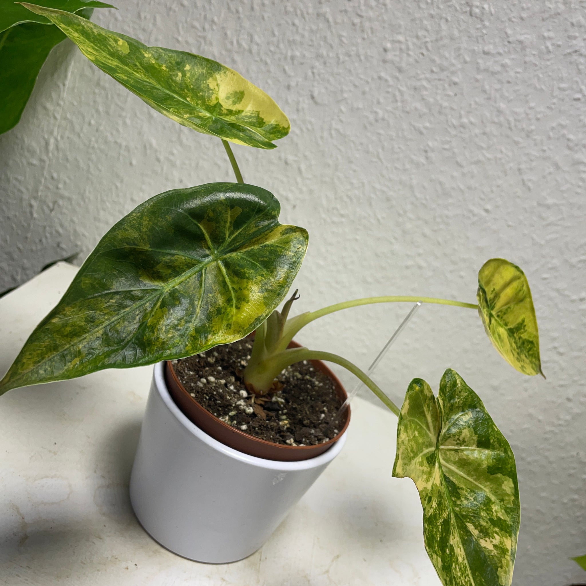 Alocasia wentii „Variegata“