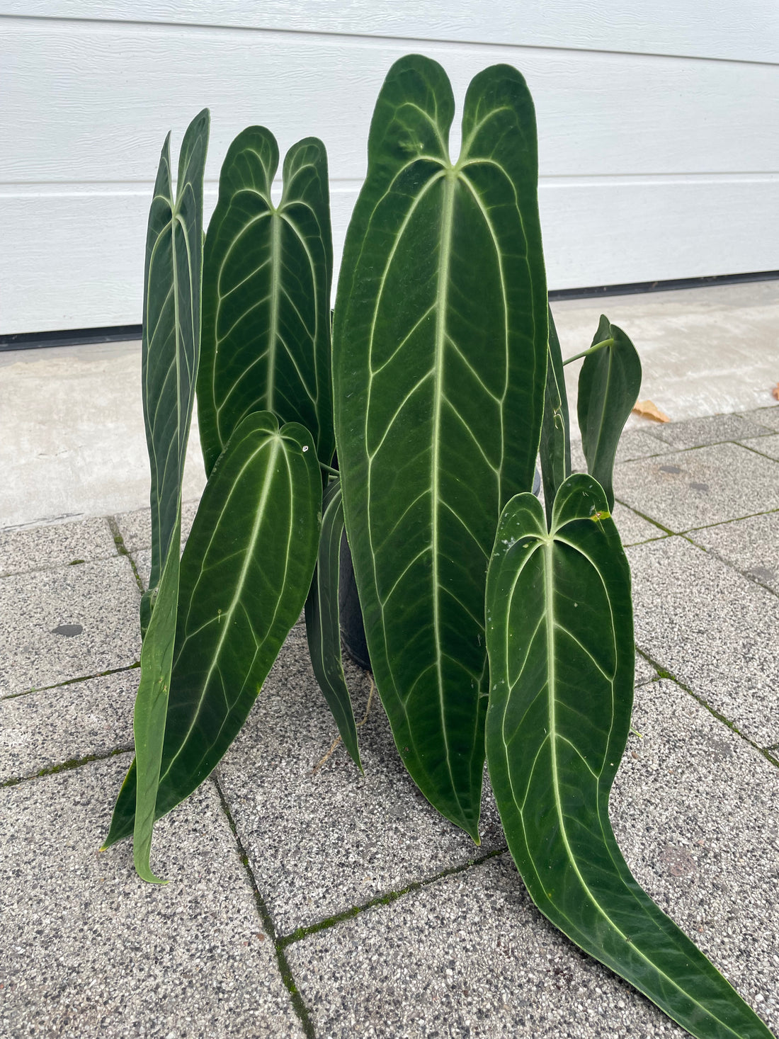 Anthurium warocqueanum