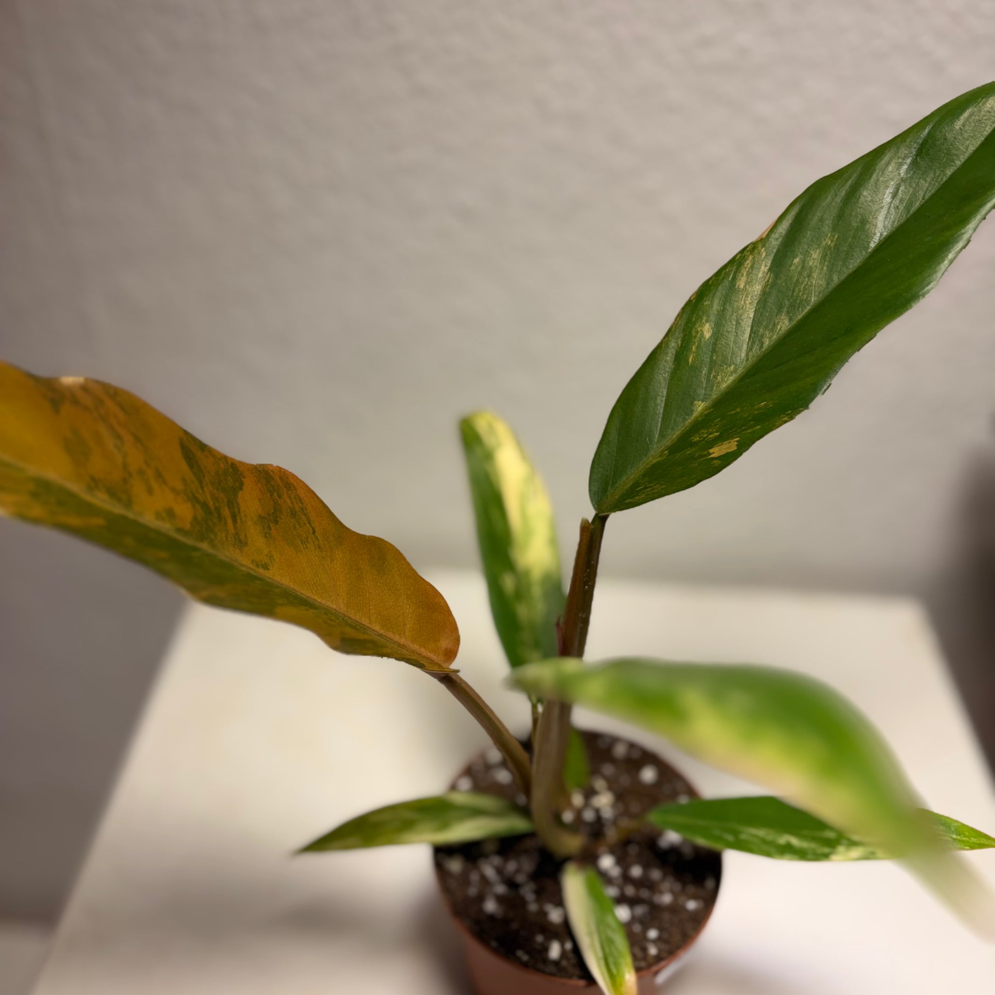 Philodendron „Caramel Marble“