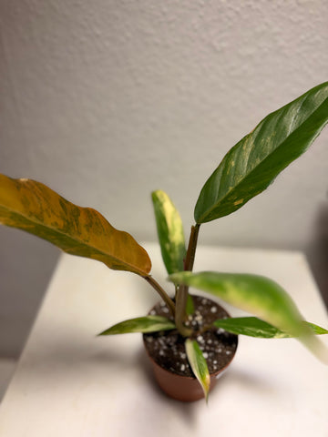 Philodendron „Caramel Marble“