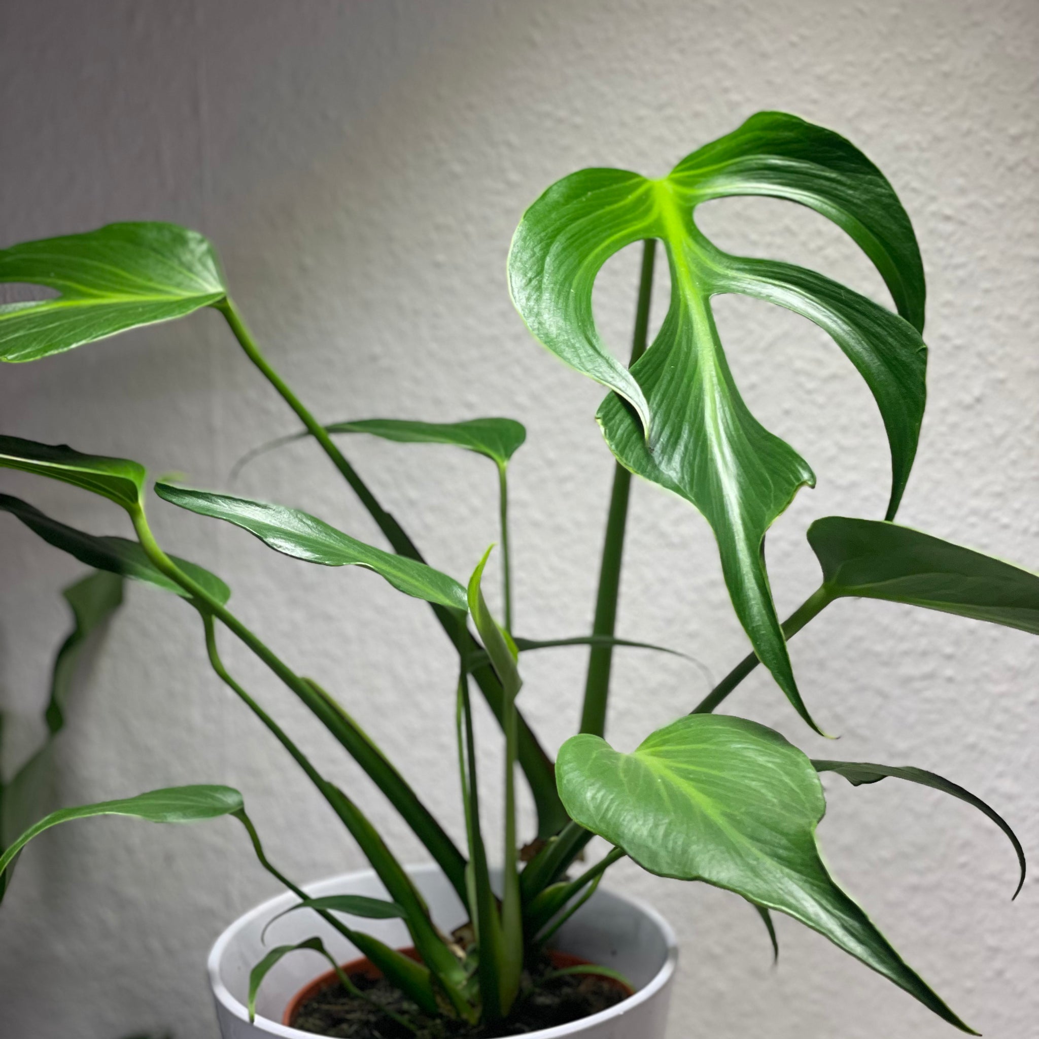 Monstera „Burle Marx Flame“