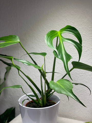 Monstera „Burle Marx Flame“