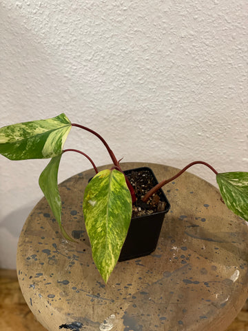 Philodendron „Strawberry Shake“