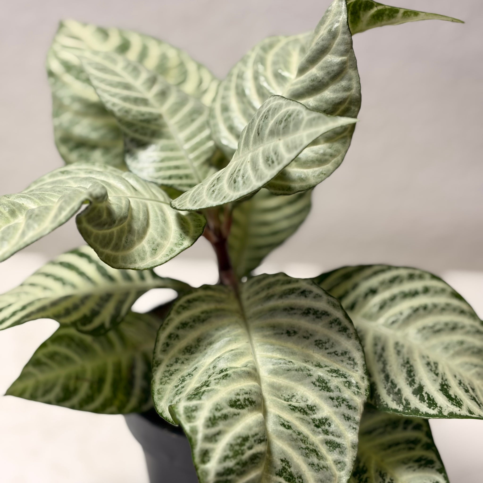 Aphelandra „White Wash“