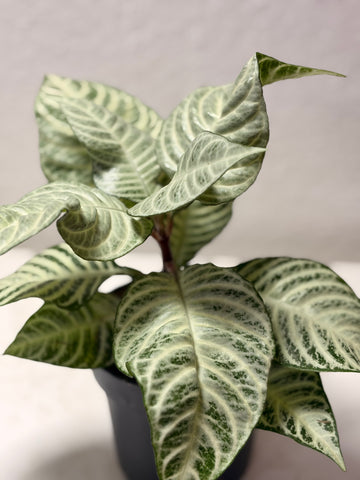 Aphelandra „White Wash“