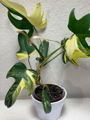 Philodendron „Florida Beauty“