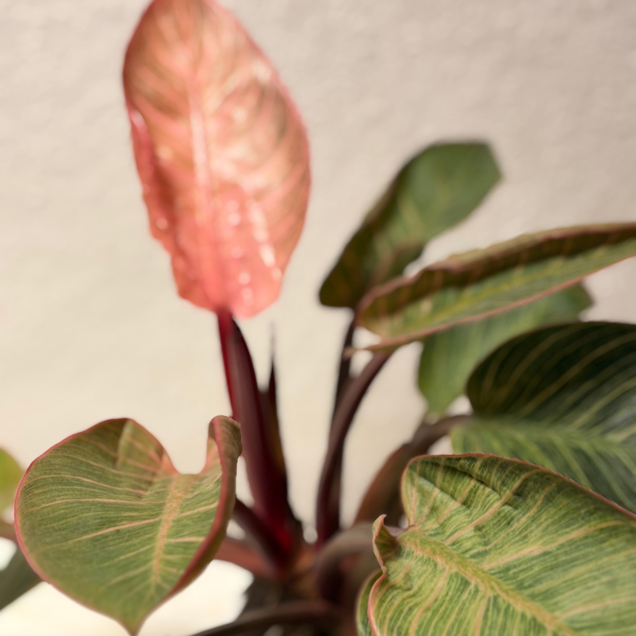 Philodendron „Pink Birkin“
