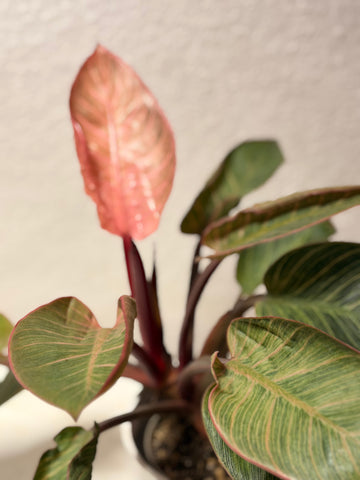 Philodendron „Pink Birkin“