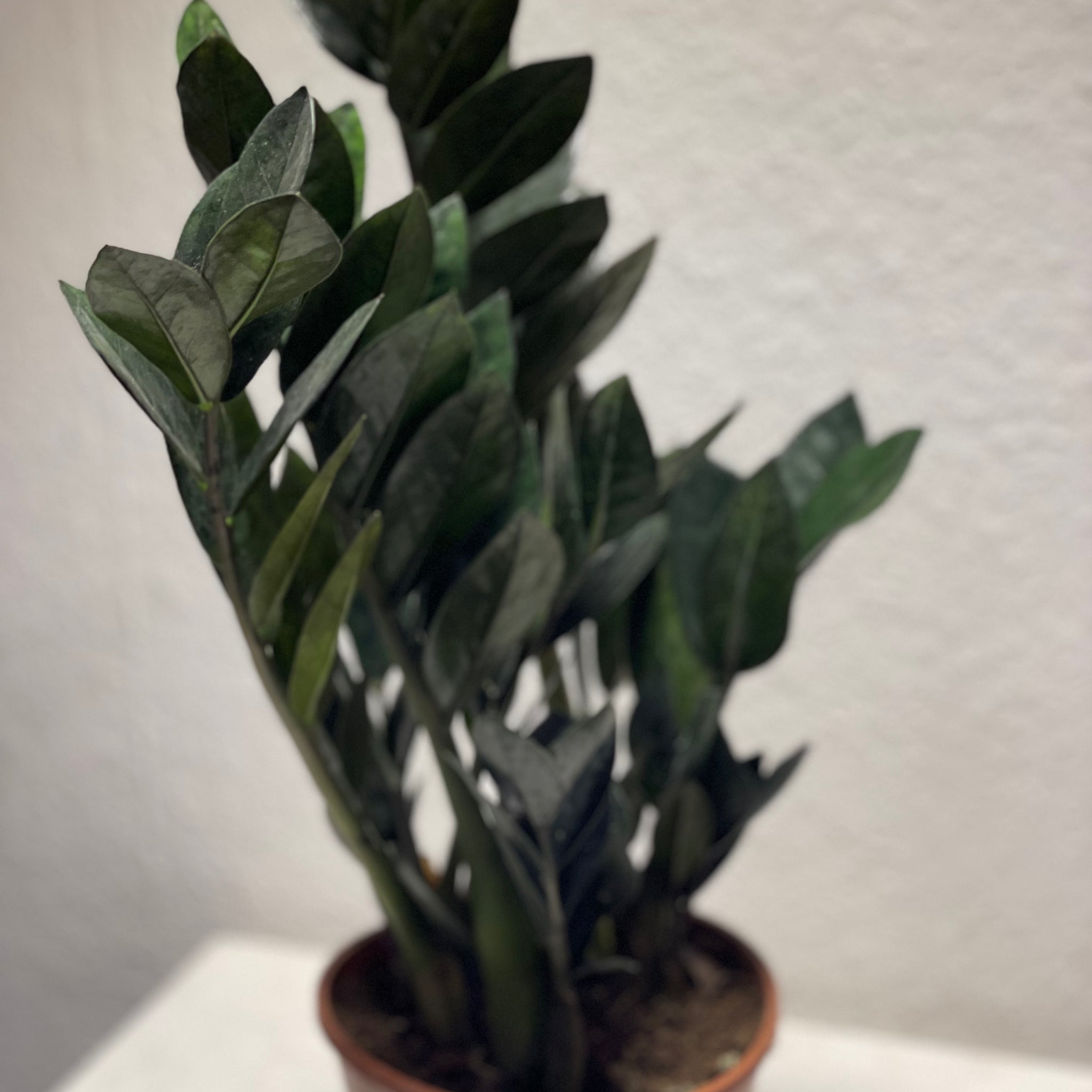Zamioculcas „Raven“