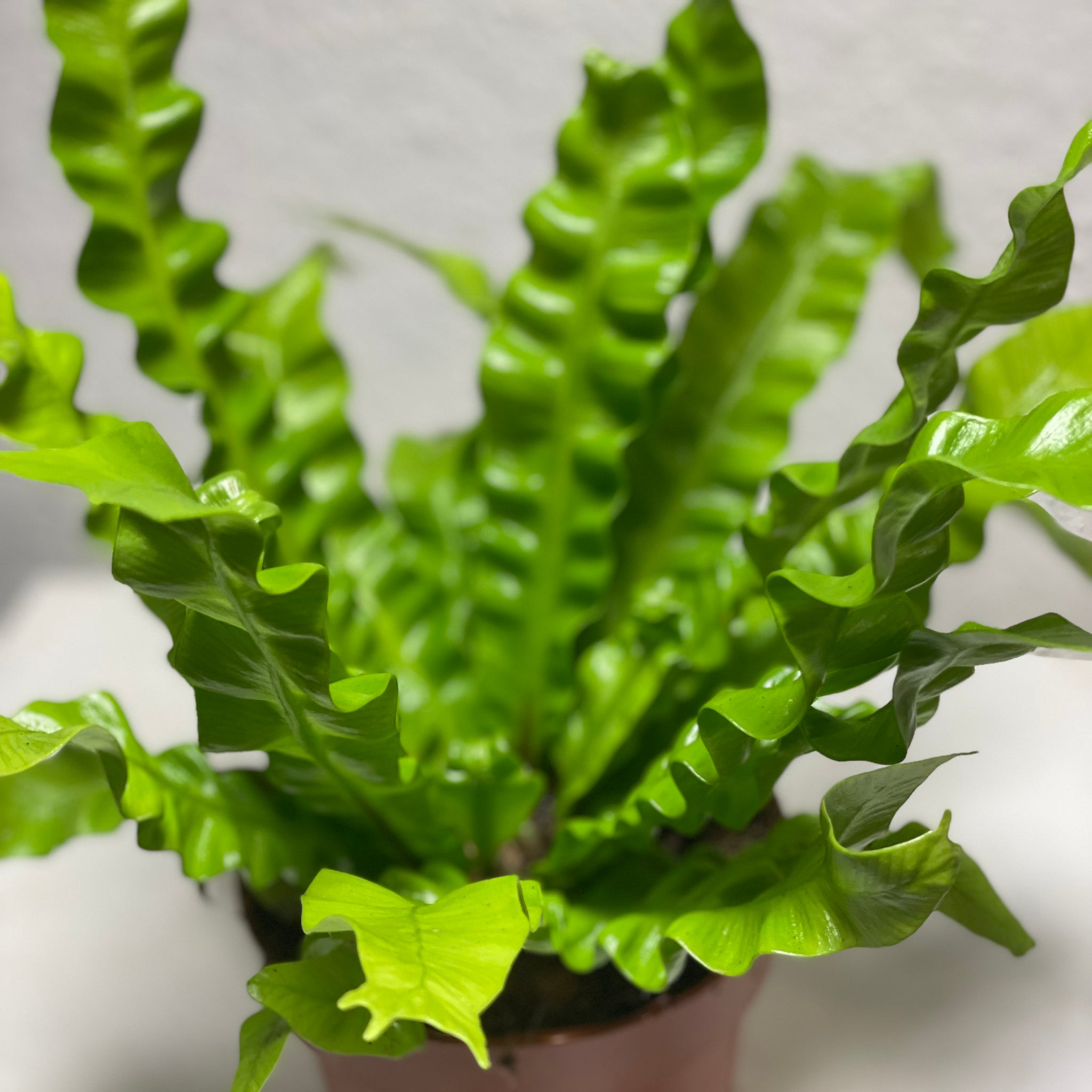 Asplenium nidus „Crispy Wave“