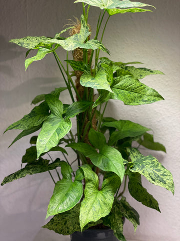 Syngonium „Mottled“