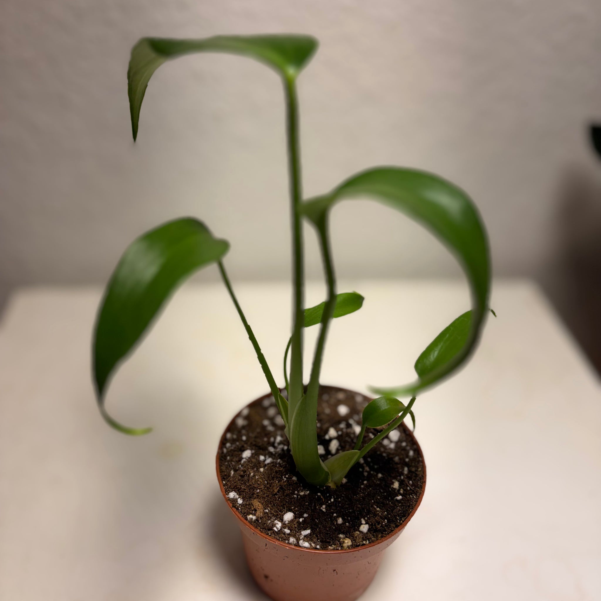 Monstera „Burle Marx Flame“