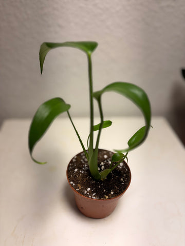 Monstera „Burle Marx Flame“