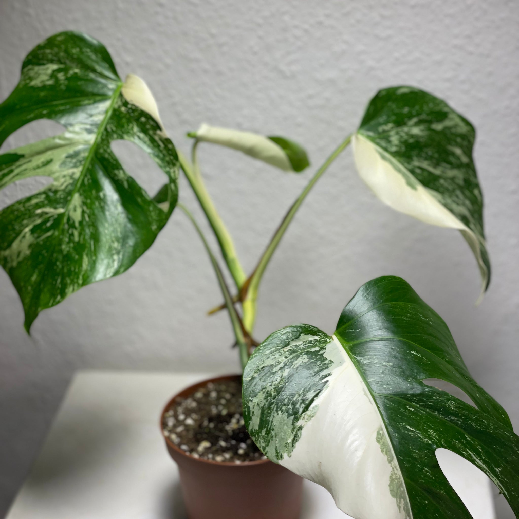 Monstera deliciosa „Variegata“