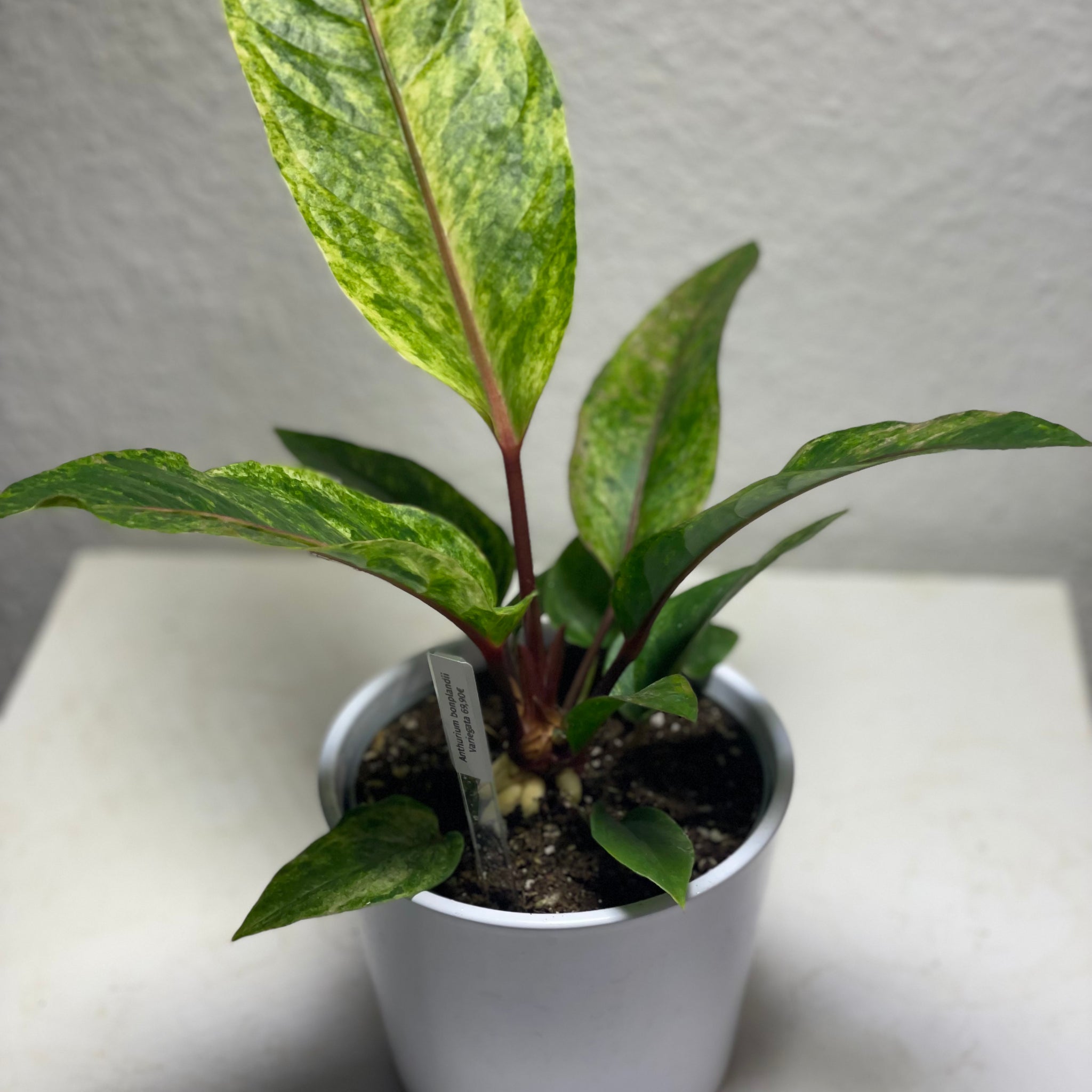 Anthurium bonplandii „Variegata“